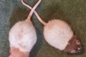 Три крысы