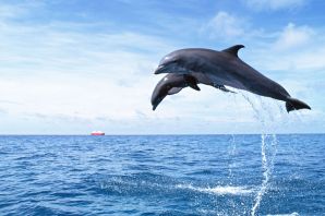 Бутылконосый дельфин