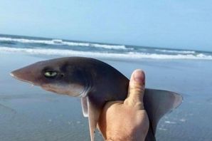 Самая маленькая акула в мире