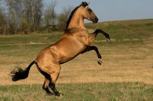 Самая быстрая лошадь