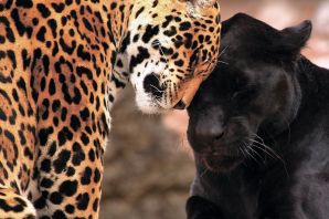 Детеныш леопарда и львицы