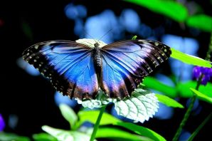 Бабочки синего цвета