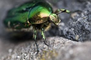 Майский жук зеленый