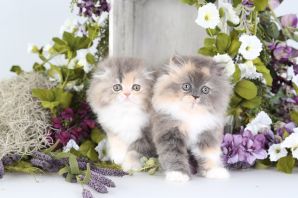 Персы кошки