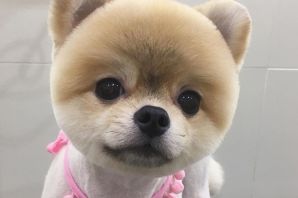 Японская собака маленькая