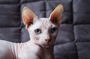 Порода кошек бамбино