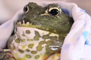 Носатая жаба
