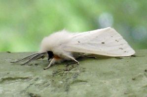 Американская белая бабочка карантинный вредитель