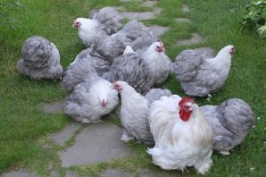 Цыплята породы кохинхин