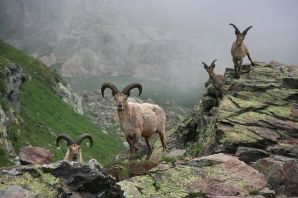 Животные северного кавказа