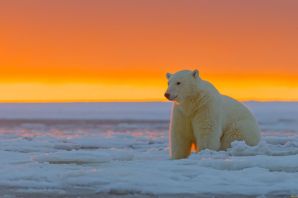 Арктическая пустыня животные