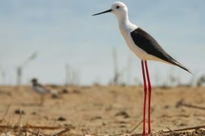 Птица с длинными ногами