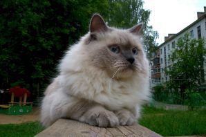 Кошка ленинградская маскарадная