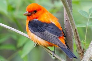 Птица с оранжевой грудкой