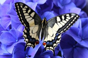 Бабочка ласточкин хвост