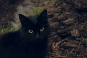 Большой черный кот
