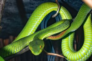 Зеленая мамба змея