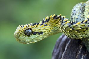 Самая красивая змея в мире