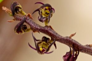 Орхидея обезьяна