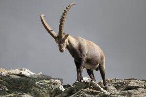 Сибирский горный козел