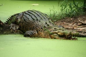 Австралийский крокодил