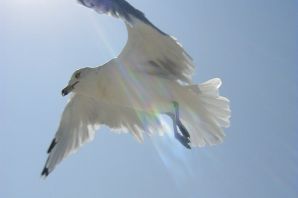 Белая птица в полете