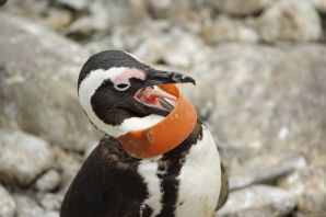 Рот пингвина открытый
