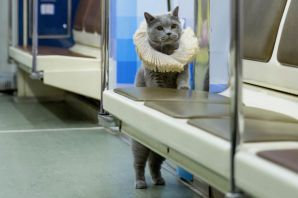 Кот в метро