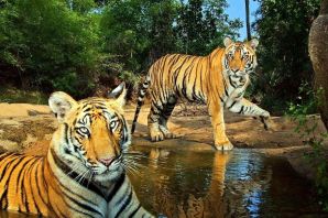Индийский тигр