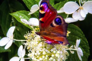 Гортензия бабочка