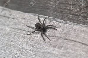 Маленькие черные пауки в доме