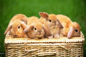 Маленькие крольчата