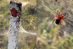 Нашествие пауков в австралии
