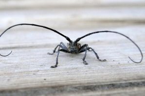 Черный жук с длинными усами