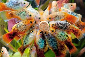 Неприхотливые аквариумные рыбки