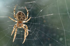 Крестоносец паук ядовитый