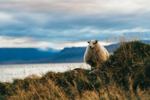 Животные исландии