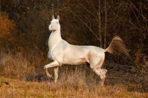 Ахалтекинская лошадь изабелловой масти