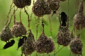 Необычные гнезда птиц