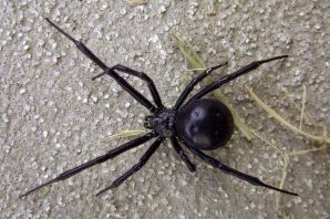 Ложная черная вдова паук