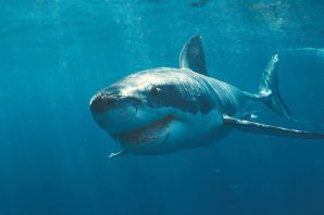 Самая старая акула в мире