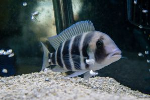 Фронтоза аквариумная рыбка