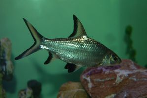 Акулий балу аквариумная рыбка