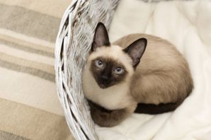 Серый сиамский кот