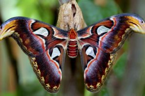 Самая редкая бабочка в мире