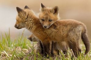 Милые лисички
