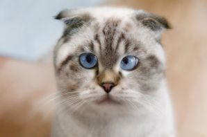 Кот с косыми глазами