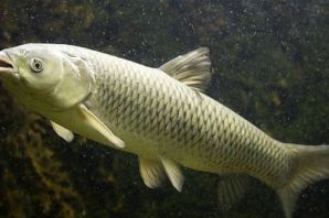 Белый амур рыба