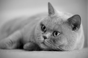 Британский кот серый