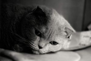 Расстроенный кот